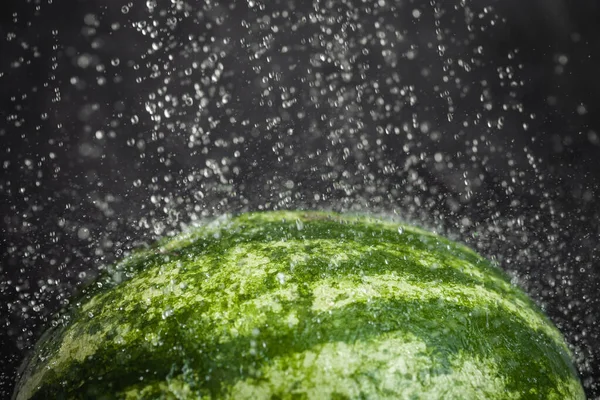 Washing watermelon for safety reasons. Water splashes and droplets on the black background