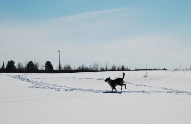 Karlı bir tarlada köpek