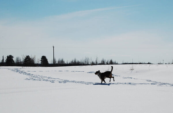 dog on a snowy field