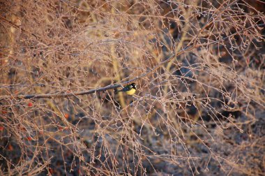 tomtit donmuş dalda