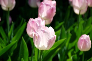 Şehir bahçesinde pembe laleler