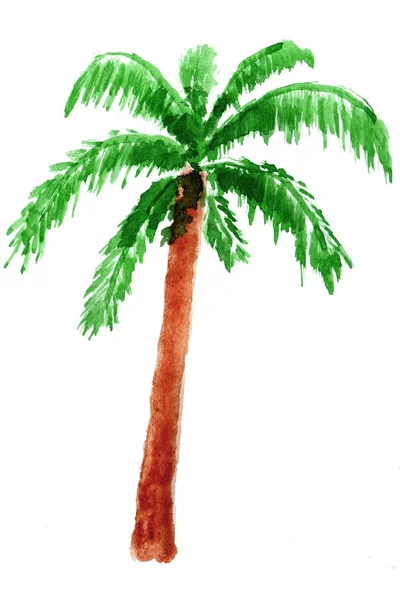 Palmboom in aquarel. — Stockfoto