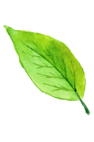 Зеленый лист в акварели . — стоковое фото