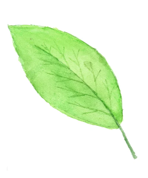 Green leaf in watercolor. — Stock Photo, Image