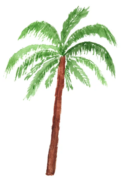 Palm tree i akvarell. — Stockfoto