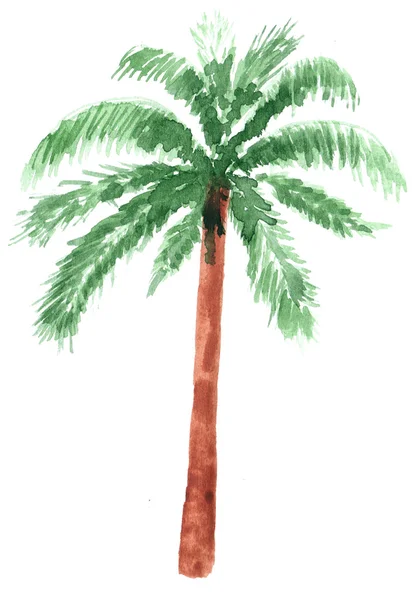 Palmboom in aquarel. — Stockfoto