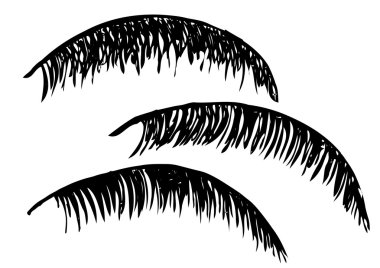 Vektör çizim. Siluetleri palmiye yaprakları üzerinde beyaz bir arka plan.