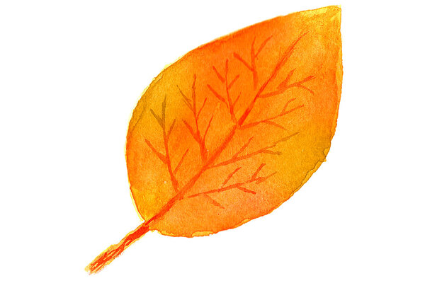 autumn leaf leaf in watercolor.