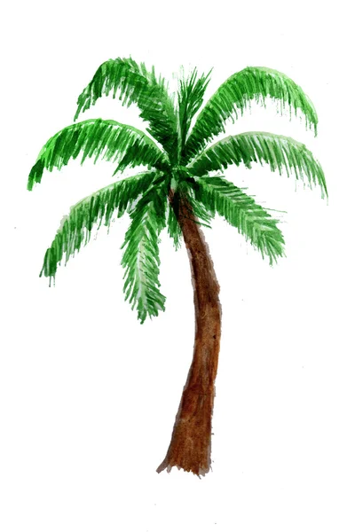 Palmboom in aquarel. — Stockfoto