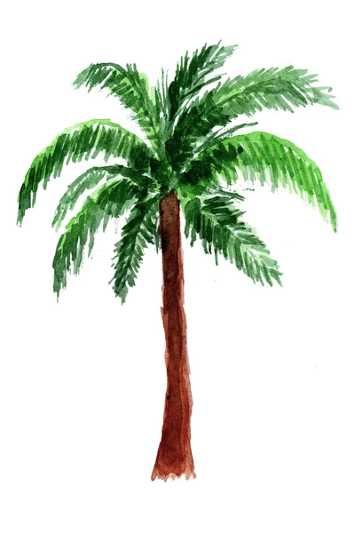 Palmboom in aquarel. — Stockfoto