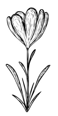 Beyaz arkaplanda vektör çiçek çizimi