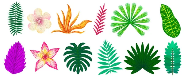 Conjunto de plantas tropicales y flores sobre fondo blanco — Vector de stock