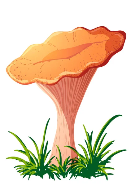 Vektor gomba chanterelle elszigetelt fehér alapon — Stock Vector