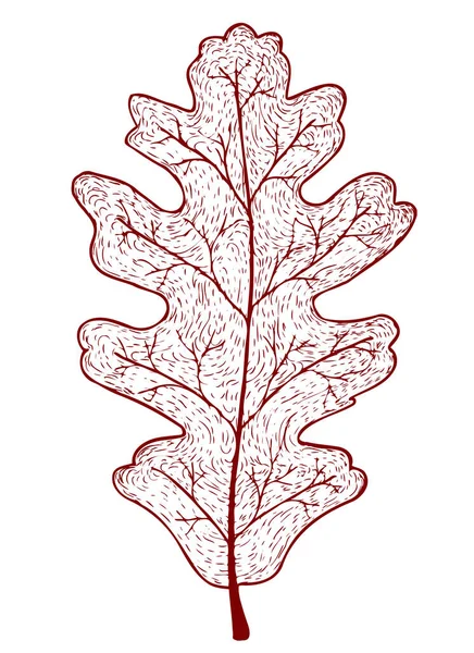 Векторный осенний дубовый лист, выделенный на белом фоне штрихами — стоковый вектор