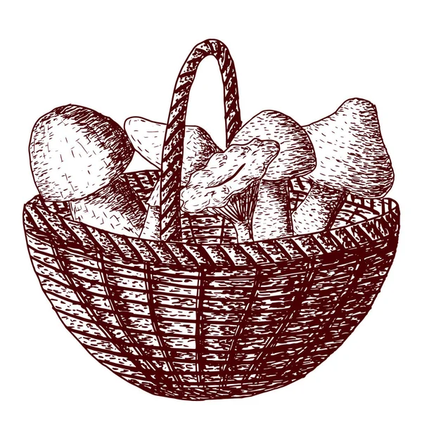 Vector basket with mushrooms isolated on white background in strokes — ストックベクタ