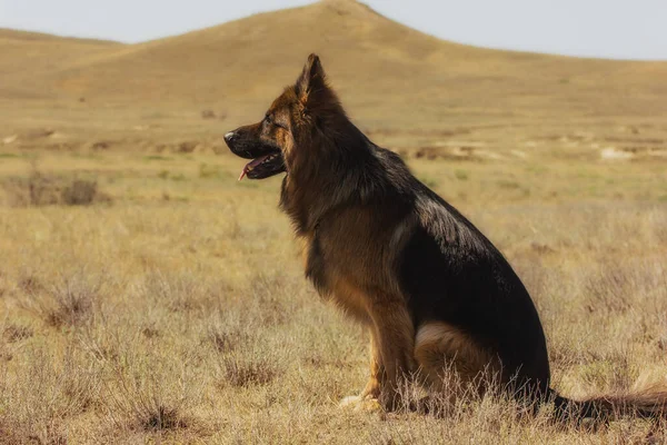 Perro Raza Pastor Alemán Paseo Trenes Equipo Siéntate Estepa Soleado — Foto de Stock