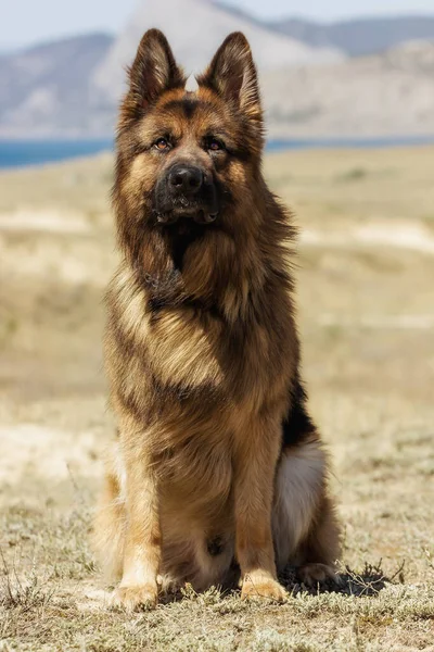 犬は歩く列車チームで表現的な表情でドイツの羊飼いを飼育ステップに座る — ストック写真