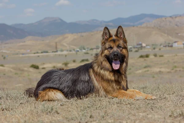 Perro Raza Pastor Alemán Con Expresión Mirada Caminar Trenes Equipo — Foto de Stock