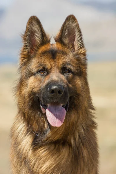 Cane Razza Pastore Tedesco Con Sguardo Espressivo Una Passeggiata Treni — Foto Stock