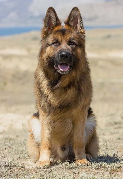 Köpek Yetiştiren Alman Çoban Köpeği Yürüyüş Trenleri Ekibi Steppe Oturuyor — Stok fotoğraf