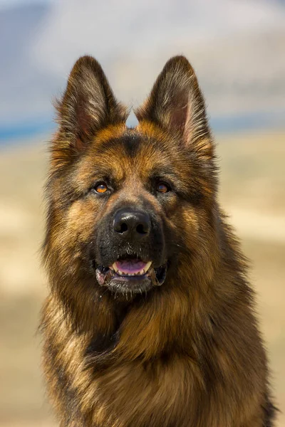 Perro Raza Pastor Alemán Con Expresión Mirada Paseo Trenes Equipo —  Fotos de Stock