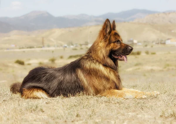 Dog Breed German Shepherd Walking Trains Team Lying Steppe — Stock fotografie