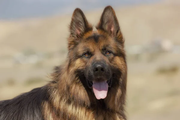 Perro Raza Pastor Alemán Con Mirada Expresiva Paseo Día Soleado — Foto de Stock