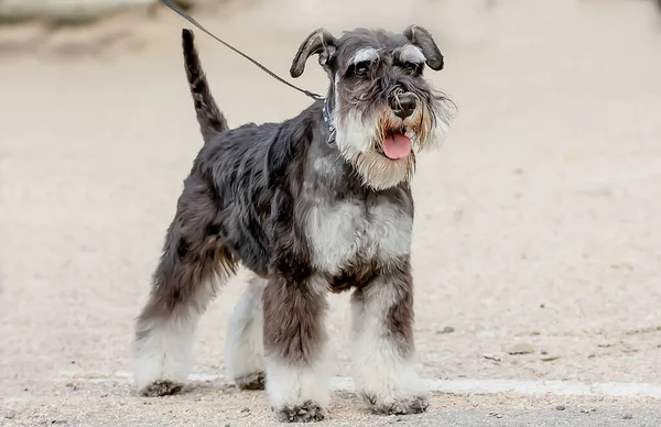 Honden Ras Mittel Schnauzer Tentoonstelling Close — Stockfoto