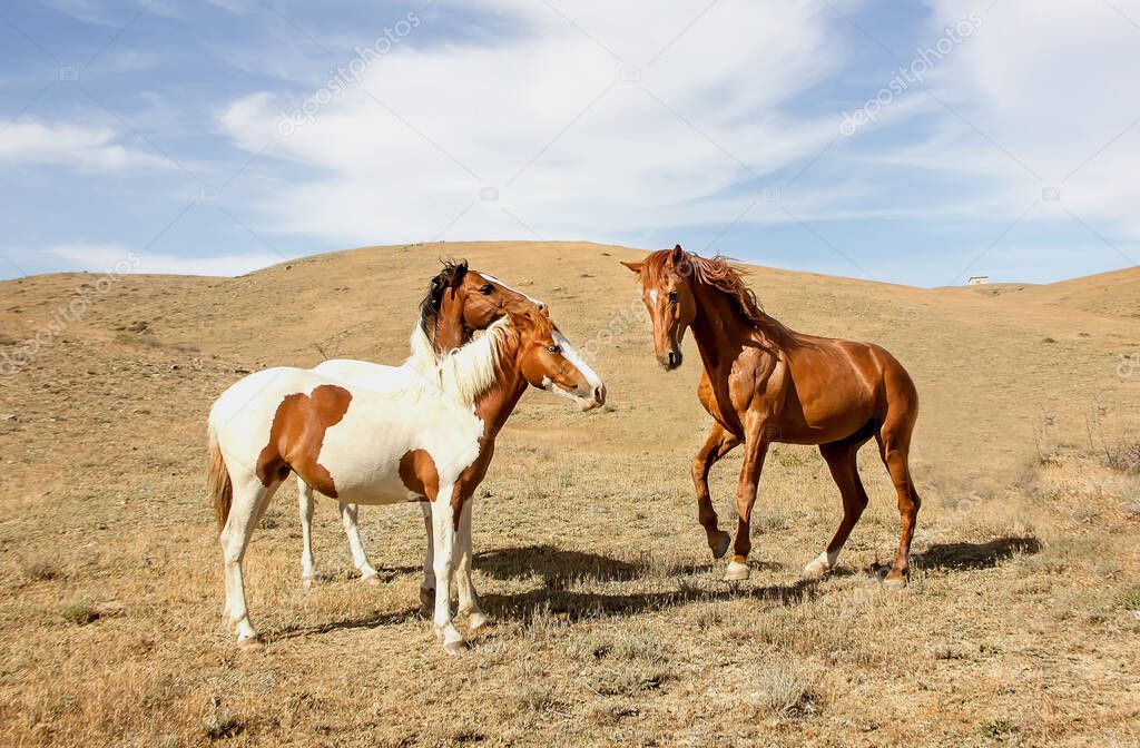 Horses play in a meadow in the mountains on a summer sunny day