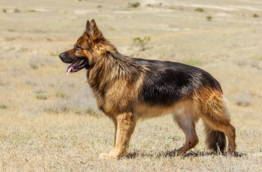 Köpek, Alman 'ı yürüyüşe çıkarıyor. Güneşli bir günde ayakta duruyor.