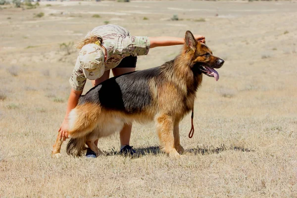 Perro Cría Alemán Manejo Prácticas Entrenamiento Una Mano Estepa Día —  Fotos de Stock