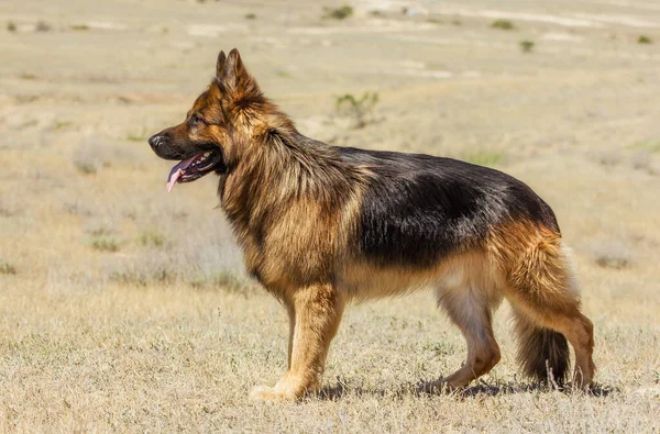 Hondenrieten Duits Een Wandeling Stands Ziet Ver Steppe Zonnige Dag — Stockfoto