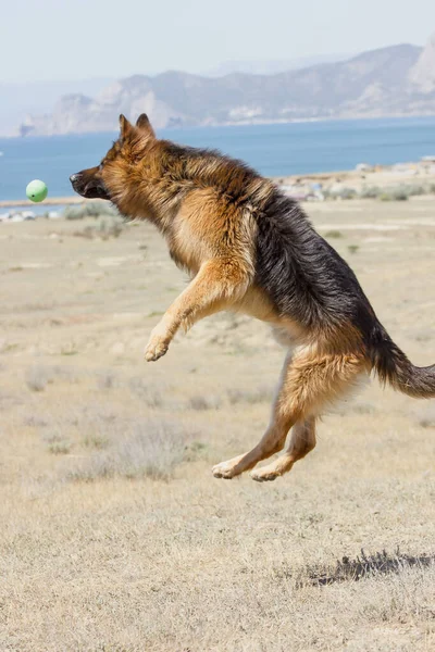 Dog Breeds German Walk Plays Ball Jumping Air Catching Ball — Stock Photo, Image
