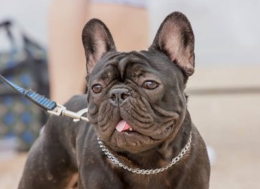 Köpek Yetiştirme Fransız Buldog 'u. Ekspres görünüşlü. Güneşli Gün Kapalı Portresi.