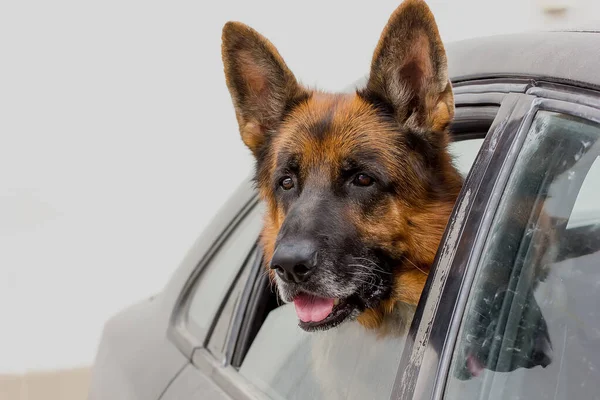 Köpek cins Alman çoban köpeği arabanın penceresinden dışarı bakar.