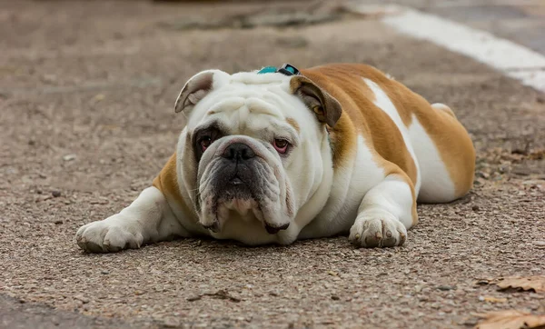 Dog Engels Bulldog Breed Met Expressieve Look Leugens Kijkt Camera — Stockfoto