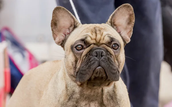 Köpek Yetiştirme Fransız Buldog 'u. Ekspres görünüşlü. Güneşli Gün Kapalı Portresi.