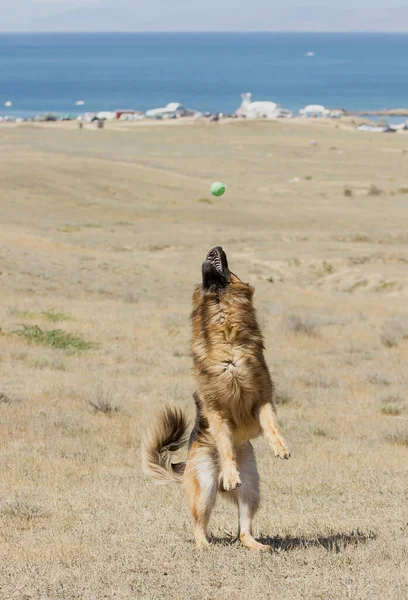 Köpek, Alman 'ı yürüyüşe çıkarıyor, top havada zıplıyor, güneşli bir günde, çan kulesinde top yakalıyor.