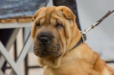 Shar Pei köpek cinsi ve yakından çekilmiş bir portresi var.