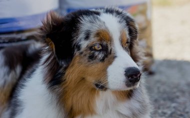 Köpek Yetiştirme Avustralyalı Çoban Ausi İfade Veren Bakışıyla Mesafe Yakın görünüyor