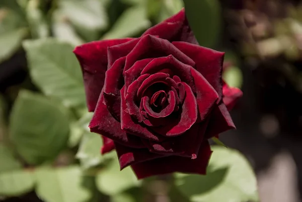 Güzel Burgundy Rose açık bir günde bahçede. yakın plan