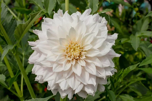 Mooie Big White Peony Bloem Met Waterdruppels Bloemblaadjes Close — Stockfoto