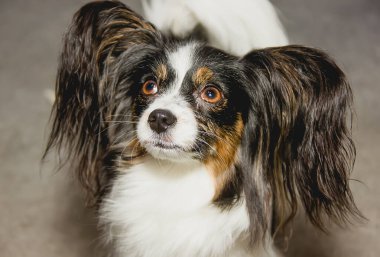 Papillon köpek mesafeye bakıyor. yakın plan
