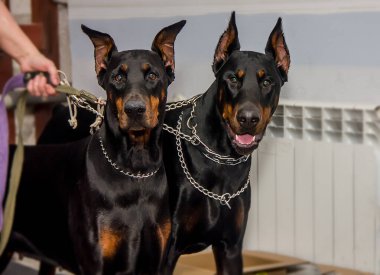 İki Doberman köpeği etkileyici gözlerle sergileniyor. yakın plan