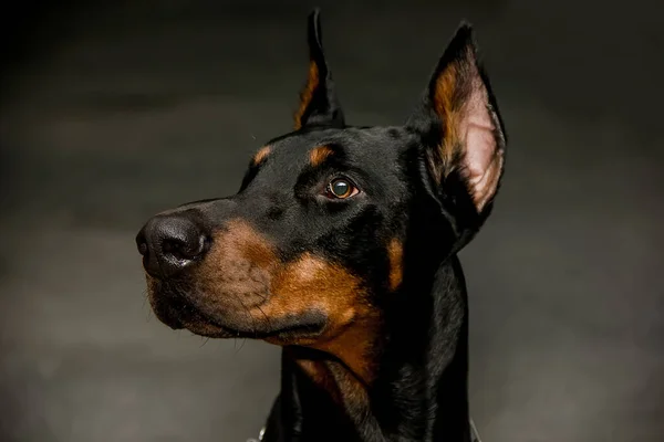 Cão Doberman Com Olhar Expressivo Close — Fotografia de Stock