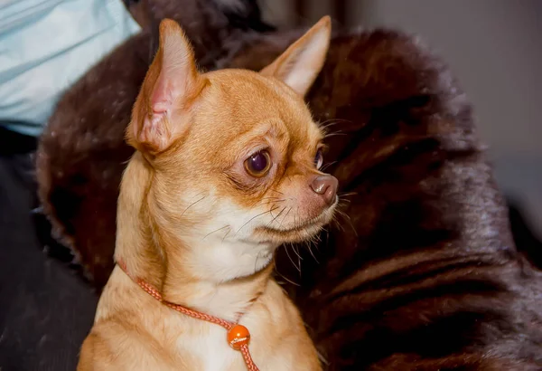 Cane Chihuahua Dall Aspetto Espressivo Ritratto — Foto Stock