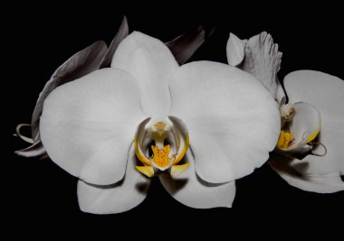 Karanlık bir arka planda güzel büyük orkide çiçekleri. yakın plan