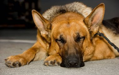 Köpek çobanı Alman kurdu uyuyor. yakın plan