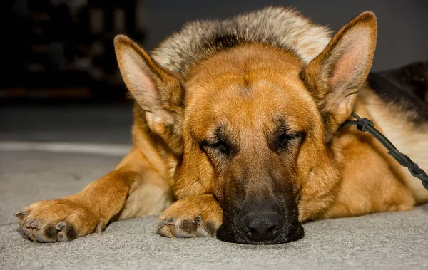Köpek çobanı Alman kurdu uyuyor. yakın plan