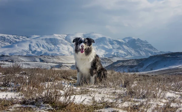 Hermoso Perro Raza Frontera Collie Invierno Sobre Fondo Montañas Día —  Fotos de Stock